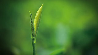 這片樹葉，改變了世界！
