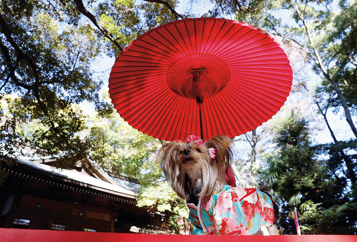 日本：超老齡化社會(huì)如何守護(hù)寵物溫情