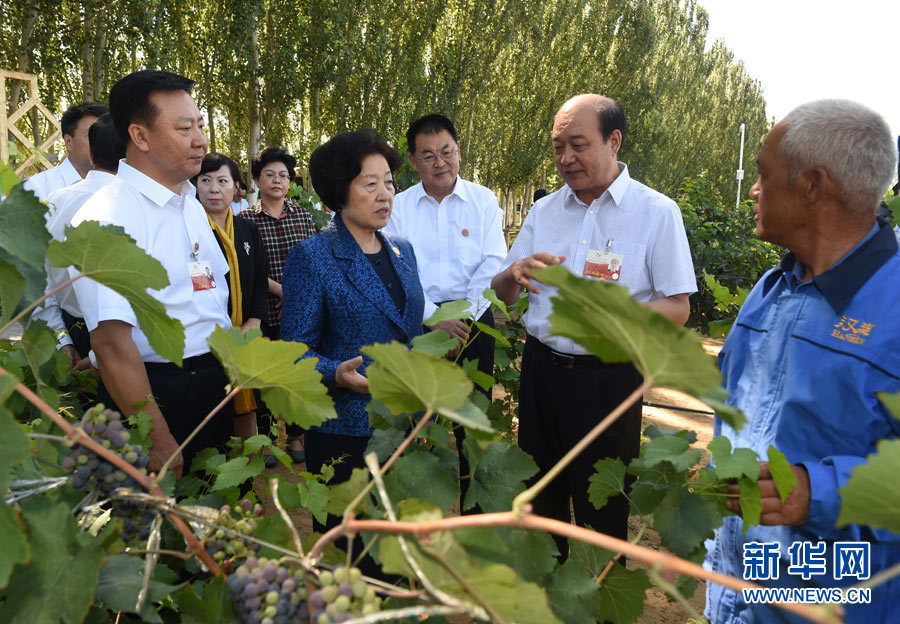 8月9日，中共中央政治局委員、中央統(tǒng)戰(zhàn)部部長、中央代表團副團長孫春蘭率中央代表團三分團，先后赴內蒙古自治區(qū)烏海市、阿拉善盟看望各族干部群眾。這是孫春蘭在烏海市漢森酒業(yè)集團的葡萄種植園了解葡萄種植情況。新華社記者 任軍川 攝