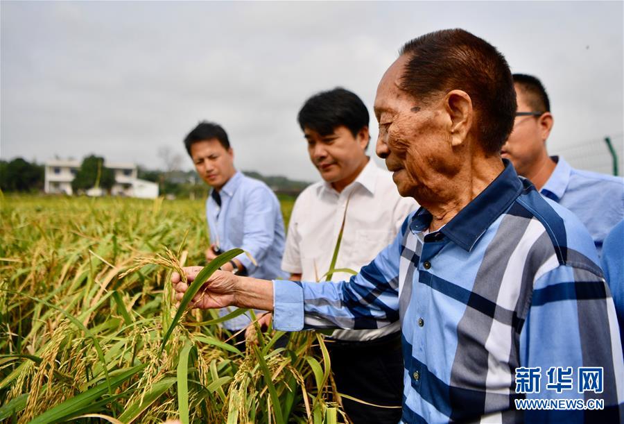 （新華視點(diǎn)·圖文互動(dòng)）（2）國(guó)家科技獎(jiǎng)3項(xiàng)授予“水稻科學(xué)家”，預(yù)示百姓飯碗將發(fā)生哪些革命？