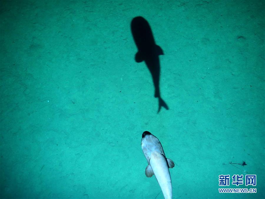 （社會(huì)）（2）“潛龍三號”“曝光”深海生物