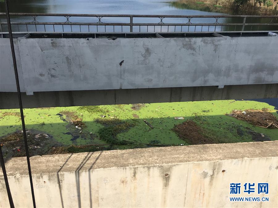 （新華視點(diǎn)·圖文互動(dòng)）（2）上游洪水來襲下游魚蟹死亡，泄洪為何變泄污？