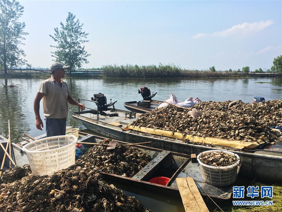 （新華視點(diǎn)·圖文互動(dòng)）（1）上游洪水來襲下游魚蟹死亡，泄洪為何變泄污？