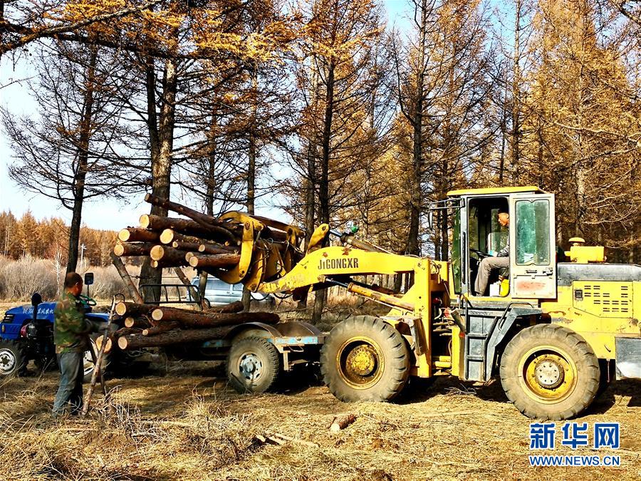 （新華全媒頭條·圖文互動）（7）那一抹綠色，走進越來越多人心里——河北塞罕壩續(xù)寫新時代綠色傳奇