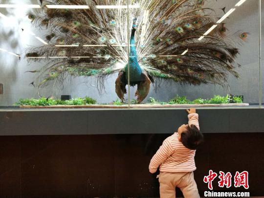 圖為展覽現(xiàn)場?！『h(yuǎn)航 攝