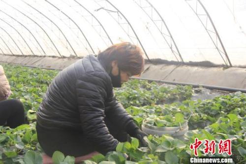 正值隆冬時(shí)節(jié)，山西省長治市長子縣天寒地凍，最低氣溫已有零下十幾度，當(dāng)?shù)氐氖卟舜笈飪?nèi)卻“春意盎然”、生機(jī)勃勃?！⊥蹙S寧 攝