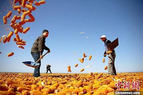資料圖。農(nóng)民揮動鐵锨晾曬玉米，使得滿地盡帶“黃金甲”，成為一道靚麗的風(fēng)景線。趙琳 攝