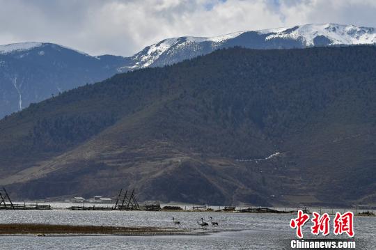 圖為在納帕海濕地棲息的候鳥?！⑷疥?攝