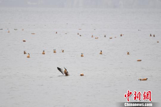 圖為在納帕海濕地棲息的候鳥?！⑷疥?攝