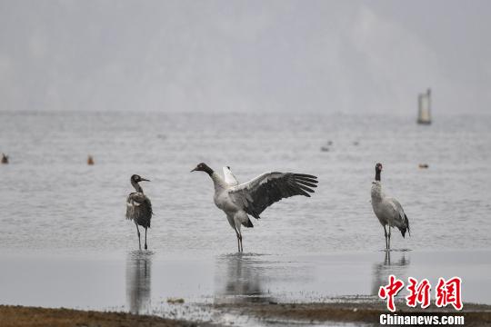 圖為在納帕海濕地棲息的黑頸鶴。　劉冉陽 攝