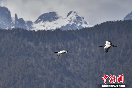 圖為在納帕海濕地上空飛翔的黑頸鶴?！⑷疥?攝