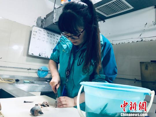 于雅麗在餌料操作間，準備著動物們的食物?！“瑧c龍 攝