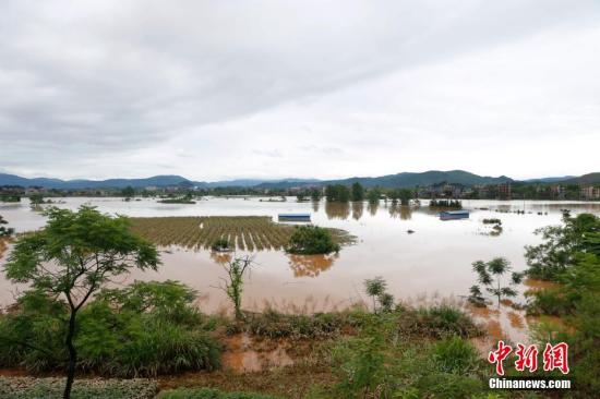 資料圖：湖南省臨武縣武水鎮(zhèn)、南強(qiáng)鎮(zhèn)、汾市鎮(zhèn)、水東鎮(zhèn)、金江鎮(zhèn)等鄉(xiāng)鎮(zhèn)遭遇特大暴雨襲擊，導(dǎo)致大量民房和農(nóng)田被淹。據(jù)不完全統(tǒng)計(jì)，該縣數(shù)千戶民房被淹，數(shù)十萬(wàn)畝農(nóng)田、果園、煙田被淹斷收，直接經(jīng)濟(jì)損失達(dá)數(shù)千萬(wàn)元。災(zāi)情發(fā)生后，當(dāng)?shù)卣跋嚓P(guān)部門(mén)第一時(shí)間奔赴受災(zāi)鄉(xiāng)鎮(zhèn)轉(zhuǎn)移群眾，察看災(zāi)情并積極組織村民排澇自救、發(fā)放救災(zāi)物資、開(kāi)展保險(xiǎn)理賠等工作。目前救災(zāi)工作正在有序進(jìn)行，無(wú)人員傷亡。唐盛歡 攝