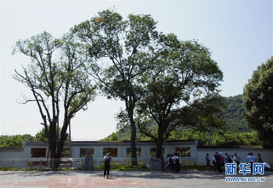 （壯麗70年·奮斗新時(shí)代——記者再走長(zhǎng)征路·圖文互動(dòng)）（6）“紅軍樹”下憶初心、守初心