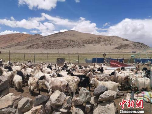 圖為羊群正從羊圈里出來。 謝藝觀 攝