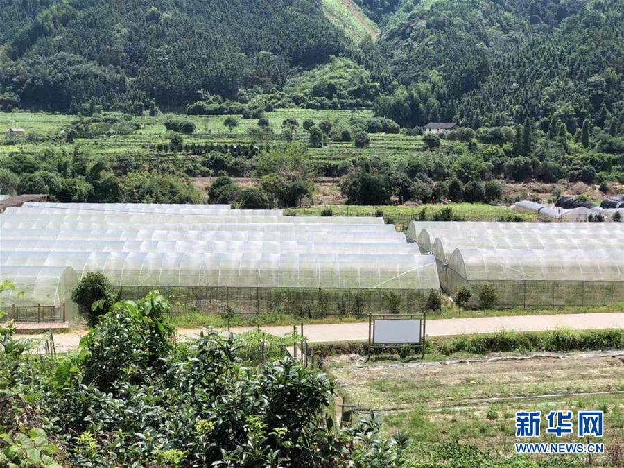 （脫貧攻堅(jiān)·圖文互動）（2）貧困戶成了致富帶頭人