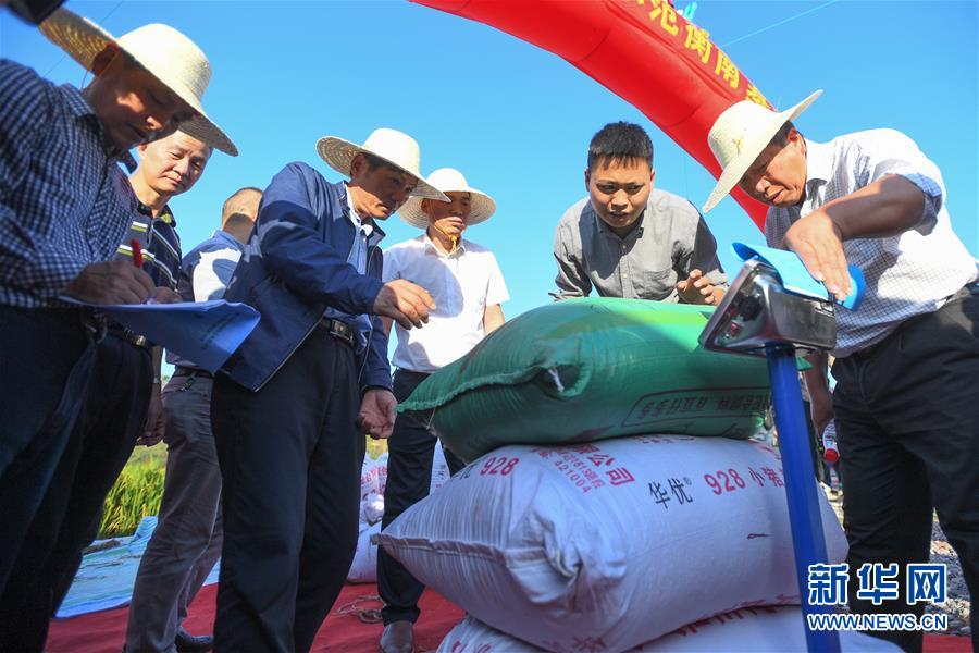 （圖文互動）（2）1046.3公斤！袁隆平第三代雜交水稻首次公開測產(chǎn)