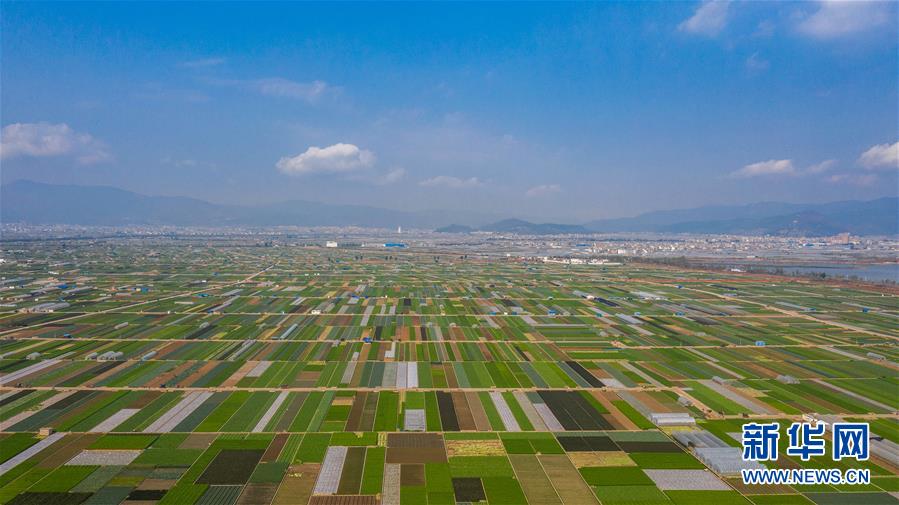 （抓好春耕備耕 穩(wěn)住農(nóng)業(yè)生產(chǎn)·圖文互動(dòng)）（5）“栽種的是菜苗，收獲的是希望”——云南蔬菜集散地通?？h春耕見聞 