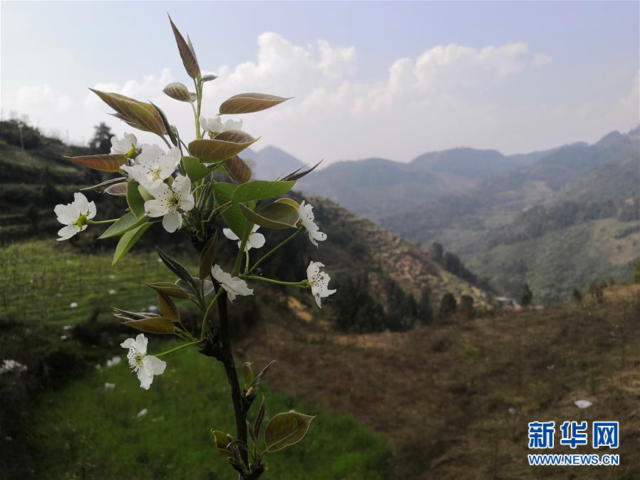 （決戰(zhàn)決勝脫貧攻堅·圖文互動）（1）寄相思，償夙愿——5封清明“家書”里的決戰(zhàn)決勝信念