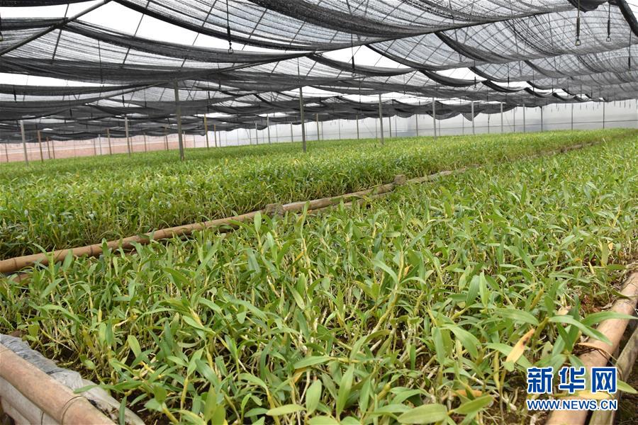 （決戰(zhàn)決勝脫貧攻堅·圖文互動）（1）這個脫貧縣的石頭為何比土金貴？