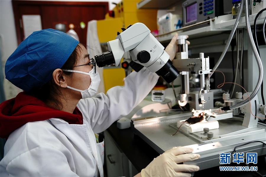 （圖文互動(dòng)）（2）攻擊行為如何被大腦控制？科學(xué)家在小鼠大腦中發(fā)現(xiàn)“調(diào)節(jié)開(kāi)關(guān)”