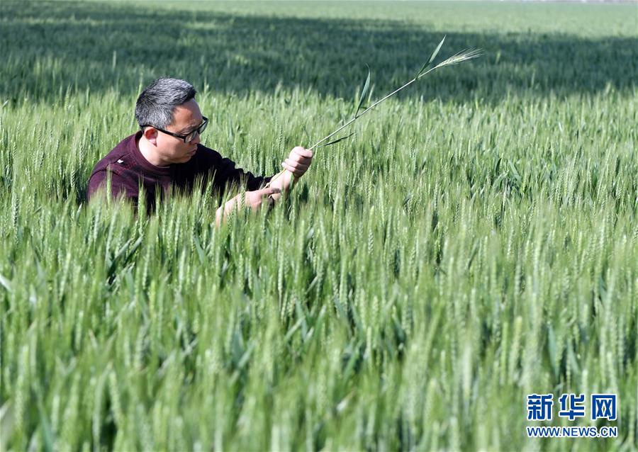 （在習(xí)近平新時(shí)代中國(guó)特色社會(huì)主義思想指引下——新時(shí)代新作為新篇章·習(xí)近平總書(shū)記關(guān)切事·圖文互動(dòng)）（5）新農(nóng)事、新希望——夏收前田間新動(dòng)態(tài)掃描