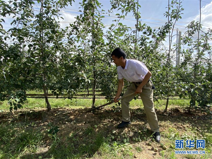 （決戰(zhàn)決勝脫貧攻堅·圖文互動）（1）高原紅了，日子好了——貴州海拔最高縣發(fā)展蘋果產(chǎn)業(yè)見聞