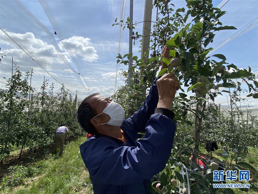 （決戰(zhàn)決勝脫貧攻堅·圖文互動）（2）高原紅了，日子好了——貴州海拔最高縣發(fā)展蘋果產(chǎn)業(yè)見聞