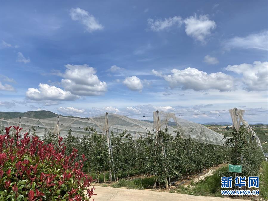 （決戰(zhàn)決勝脫貧攻堅·圖文互動）（3）高原紅了，日子好了——貴州海拔最高縣發(fā)展蘋果產(chǎn)業(yè)見聞