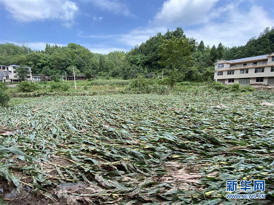 （防汛抗洪·圖文互動(dòng)）（4）山洪襲來(lái)前，澧水河畔大轉(zhuǎn)移