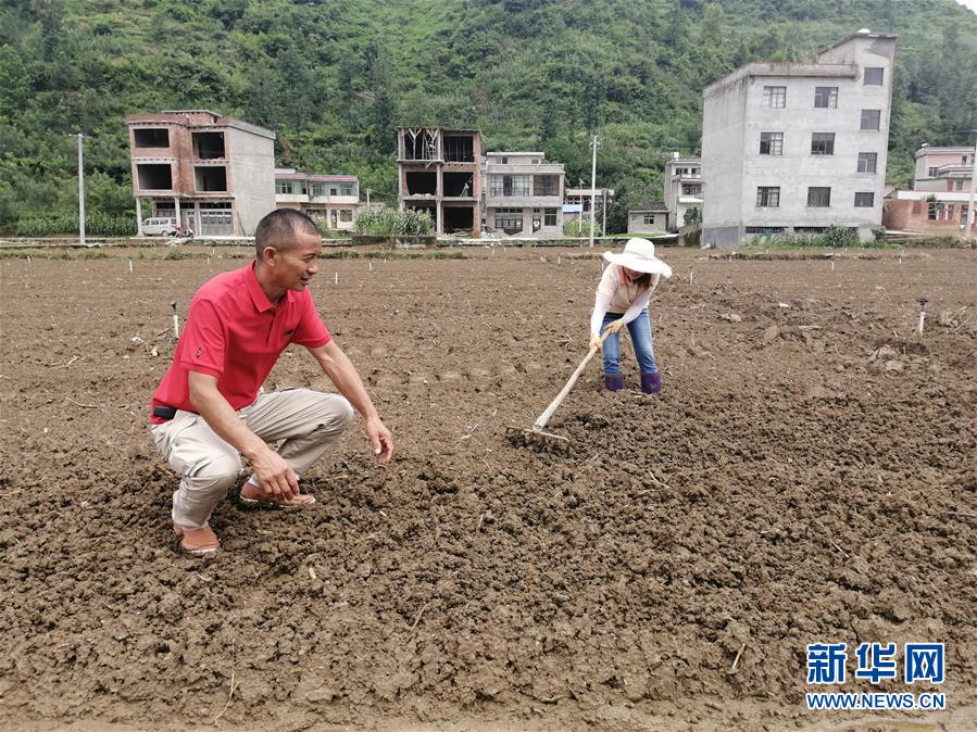 （決戰(zhàn)決勝脫貧攻堅·圖文互動）（2）貴州：農業(yè)保險“花小錢”保收入穩(wěn)市場