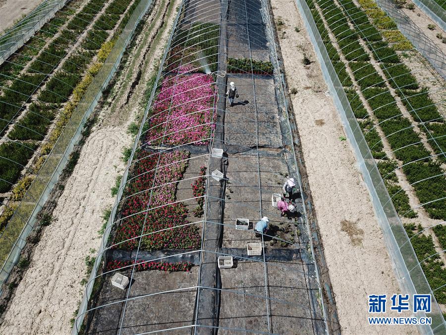 （新華全媒頭條·走向我們的小康生活·圖文互動）（1）“苦甲”不再，“甘味”綿長——脫貧攻堅的甘肅味道