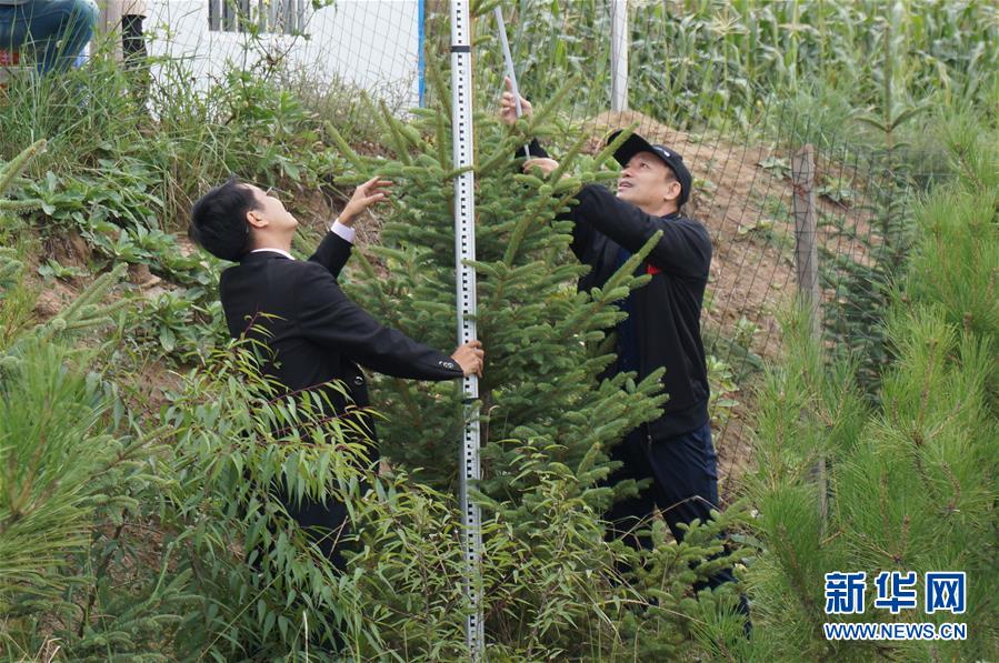 （決戰(zhàn)決勝脫貧攻堅·圖文互動）（2）甘肅定西黃土高坡上，有片“福州林”