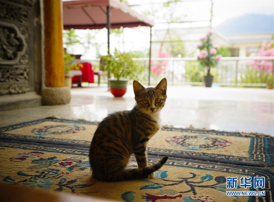 （走向我們的小康生活·決戰(zhàn)決勝脫貧攻堅(jiān)·圖文互動(dòng)）（3）甘青交界處的跨越——保安族、撒拉族的脫貧故事