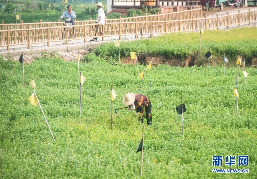 （新華全媒頭條·走向我們的小康生活·圖文互動(dòng)）（9）特殊之年，荊楚大地書(shū)寫不平凡的答卷