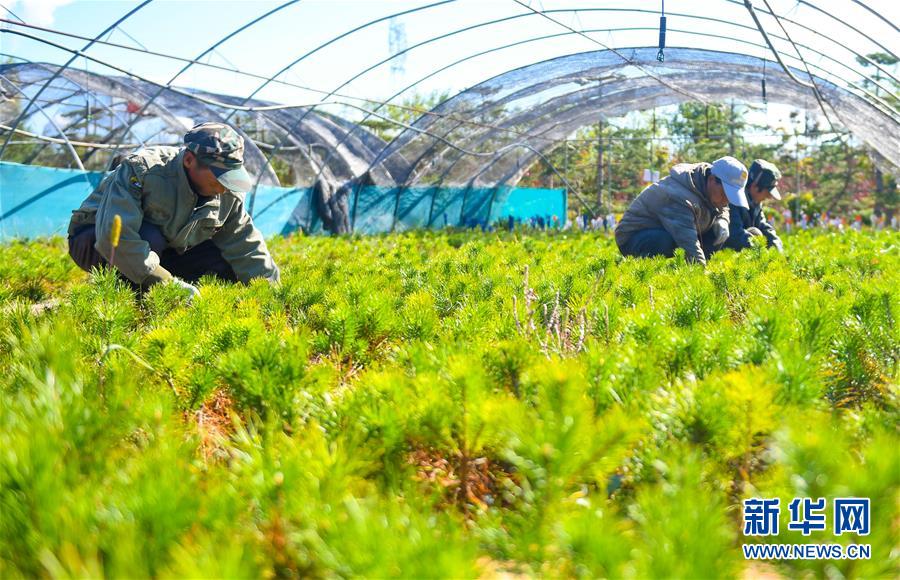 （在習(xí)近平新時代中國特色社會主義思想指引下——新時代新作為新篇章·習(xí)近平總書記關(guān)切事·圖文互動）（8）綠意，在黃沙中鋪展——我國防沙治沙紀(jì)實(shí)