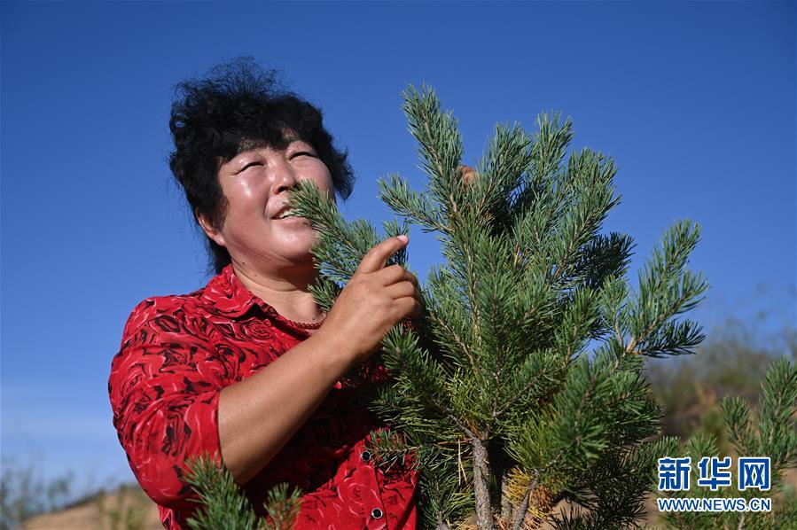（在習(xí)近平新時代中國特色社會主義思想指引下——新時代新作為新篇章·習(xí)近平總書記關(guān)切事·圖文互動）（5）綠意，在黃沙中鋪展——我國防沙治沙紀(jì)實(shí)