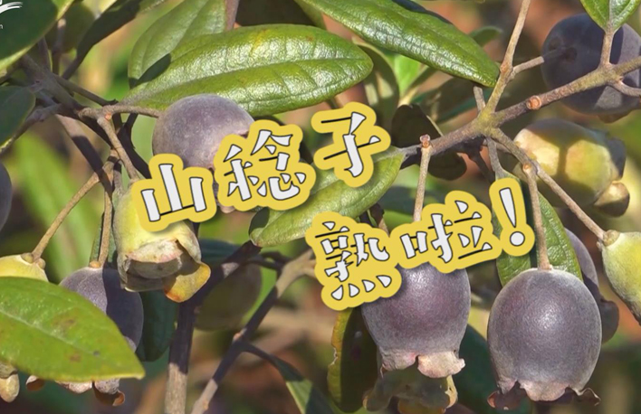 走向我們的小康生活丨山稔子熟啦！