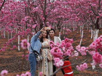 櫻花漫山，一份14年的等待
