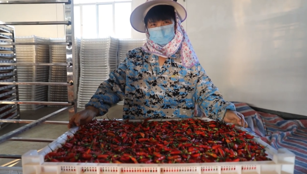 你怎么“辣”么好看！小辣椒映紅脫貧路