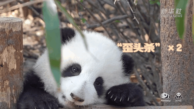 請(qǐng)注意，前方有滾滾發(fā)起近距離“歪頭殺”