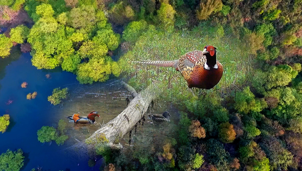 世界地球日丨神奇珍稀動(dòng)物在哪里？車八嶺國(guó)家級(jí)自然保護(hù)區(qū)走一波