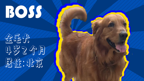 有效拴繩&科學(xué)遛狗——如何文明養(yǎng)犬？“撿屎官”們快看過來！