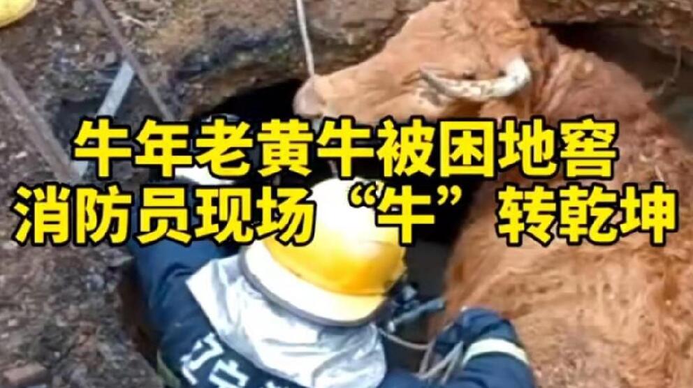 牛年老黃牛被困地窖，消防員現(xiàn)場(chǎng)“牛”轉(zhuǎn)乾坤！