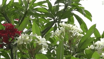 云南西雙版納：雞蛋花盛開！帶你看看一樹多花的奇觀