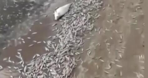 調查！藍綠藻暴發(fā) 俄多地魚類大規(guī)模死亡