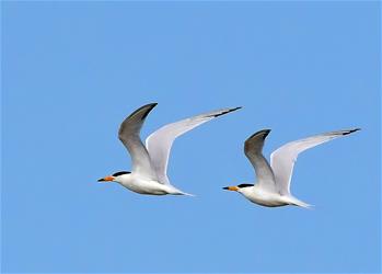 特寫：“神話之鳥(niǎo)”的“閩江口舞步”